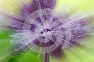 Abstract star  blur with  zooming effect of lilac flowers