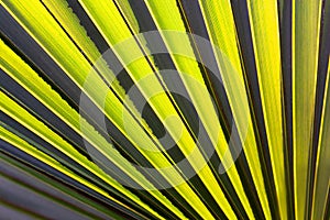 Abstract striped natural background. Details of dark green palm leaf.