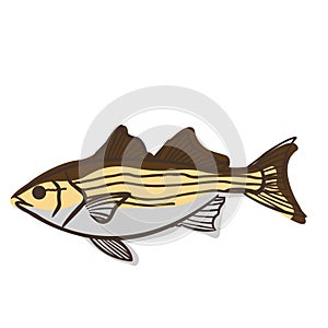 Abstract striper fish doodle sign illustration for decoration on marine life, aquarium, fishing and nautical concept