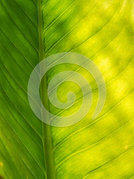 Abstract of The Stripes Crystal Anthurium Leaf