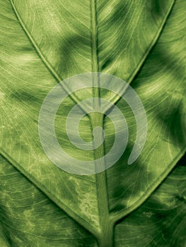 Abstract of The Stripes Crystal Anthurium Leaf