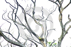 Abstract structure made of banches of trees