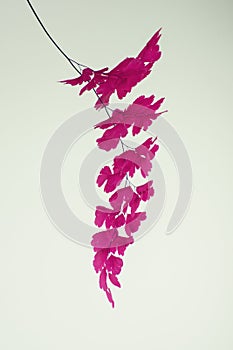 Abstract and stylish pink maidenhair fern leaves close up