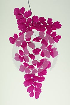 Abstract and stylish pink maidenhair fern leaves close up