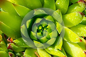 Abstract succulent plant macro