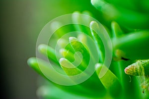 Abstract succulent plant macro