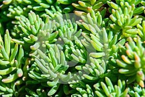 Abstract succulent plant macro