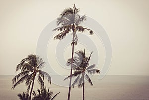 Abstract summer background with tropical palm tree