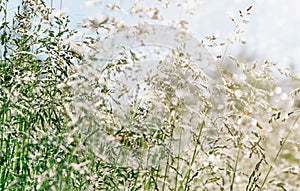 Abstract summer bokeh background. Grass in dew drops at dawn, sunshine. Selective focus, blurred photo