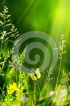 Abstract summer floral green nature background