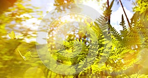 A abstract summer forest sunny nature background