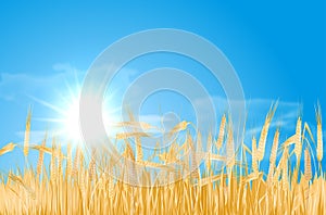 Abstract summer landscape with cornfield, sun and clouds