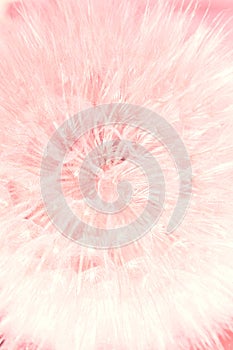 Abstract summer natural floral soft gentle fluffy vertical background with Ð¼ dandelion flower seeds of pink color and tone