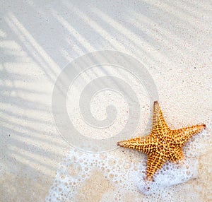 Abstract summer tropical holidays banner sandy beach and wave on the edge of clear water, starfish on the sand summer vacation