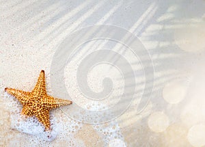 Abstract summer tropical holidays banner sandy beach and wave on the edge of clear water, starfish on the sand summer vacation