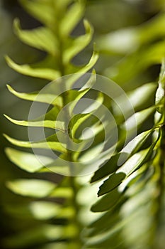 Abstract Sunlit Fern