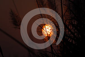 Abstract sunset with silhouettes of bush in foreground.