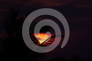 Abstract sunset with silhouettes of palm leaves.