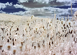 Abstract surreal landscape, flower fragments, infrared photo of the amazing nature of the snowy flower, interesting texture