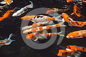 Abstract swimming Koi Carp Fishes Japanese Cyprinus carpio b