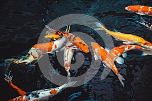 Abstract swimming Koi Carp Fishes Japanese Cyprinus carpio b