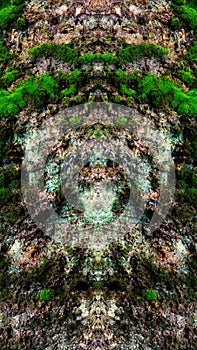 Abstract Symmetrical pattern Moss texture. Stone Grunge Textured Image