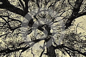 Abstract synapses background