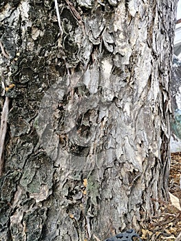 An abstract tapestry of time on  an ancient Munggur trunk