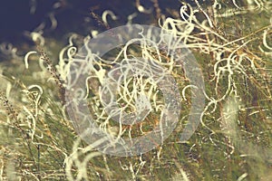 Abstract textural view of stipa field