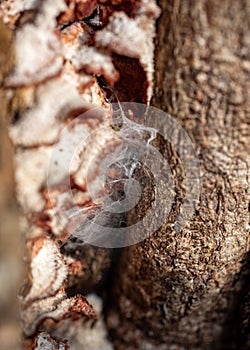 abstract texture, abstract tree growth, old tree trunk, nature prints on wood, suitable for background