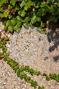 Abstract texture background of a Boston ivy vine growing on a stone wall