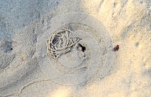 Strings of Sand - Abstract Sandy Beach Underwater Texture - Natural Background
