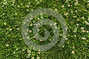 Abstract texture background, natural bright green grass with white flowers of clover, close-up lawn carpet, top view.