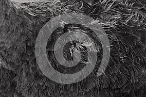 Abstract texture background from ostrich feather. Tonned in black grey