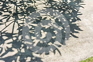 Abstract texture or background Shadows of the trees on the ground