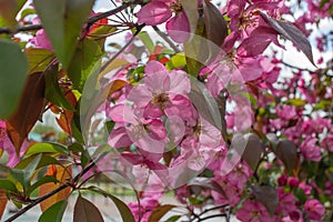 Abstract texture background view of beautiful deep pink apple tree blossoms