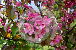 Abstract texture background view of beautiful deep pink apple tree blossoms