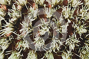 Abstract texture of brush fibers close up. bristle macro background