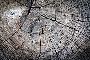 Abstract texture of a cracked tree ,texture heartwood backgroun
