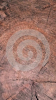 Abstract texture of a cracked tree, texture heartwood background. Wood texture for background.