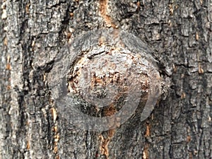 Simple photo pattern of knag in wood photo