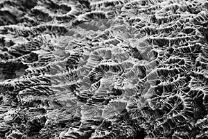 Abstract Texture formed by the detail of a white