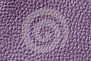 Abstract texture of genuine leather close-up, purple color, for background , backdrop, substrate, composition use, place