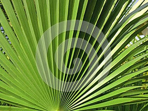 Abstract texture of green color palm tree for background or design stock photo, tropical summer plant