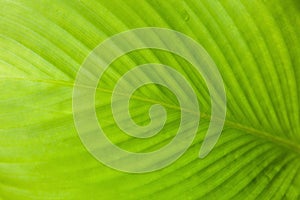 Abstract texture of green leaf with light from behind