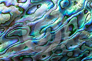 The abstract texture of Haliotis iris also known as paua abalone or ormer shell