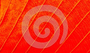 Abstract texture of Macro view of leaf texture