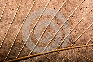 Abstract texture of Macro view of leaf texture