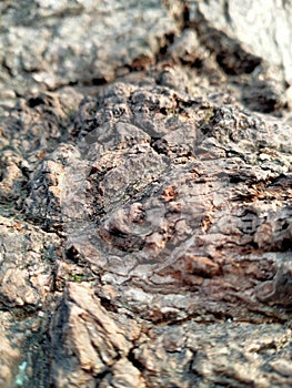 Abstract texture of mango tree trunk