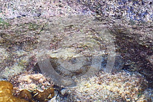 Abstract Texture Natural Background - Marine Life - Underwater Stones and Coral Reef photo